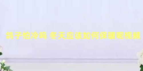 鸽子怕冷吗 冬天应该如何保暖呢视频
